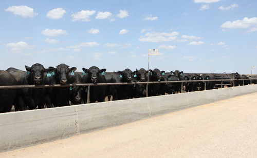 Wrangler FeedYard