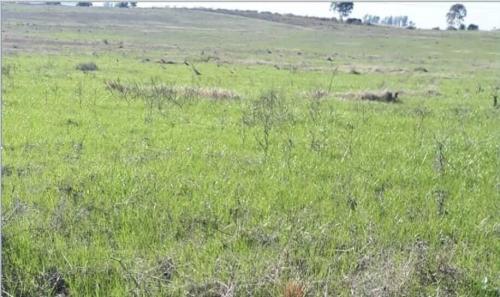 Propriedade LM - Cerro Largo - UY