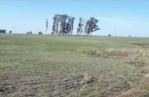 Propriedade LM - Cerro Largo - UY