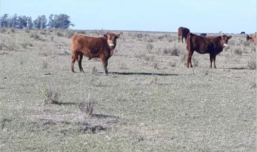 Propriedade LM - Cerro Largo - UY