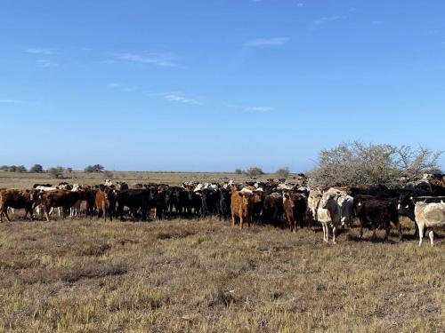 Viagem técnica à Argentina - Agronegócio no Exterior