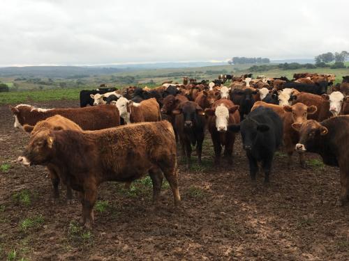 Viagem técnica ao Uruguai - Agronegócio no Exterior